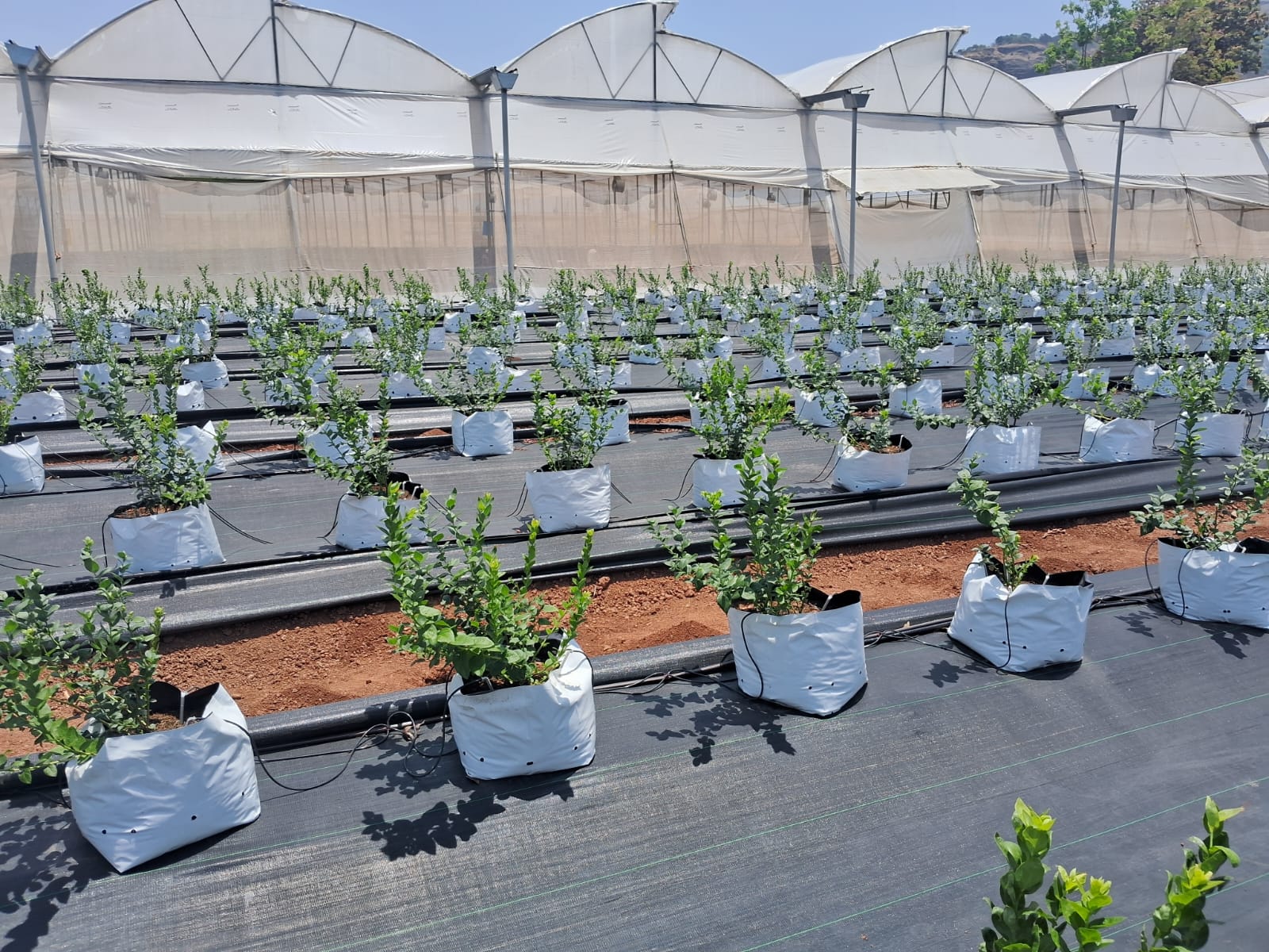 Blueberry Hydroponic - Borivali
